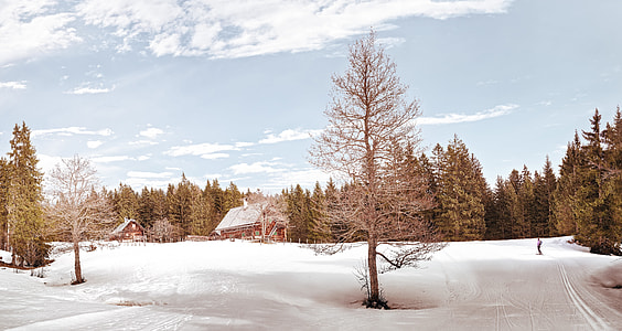 man ice skating beside green leaf tree and house thumbnail