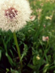 White Flower thumbnail
