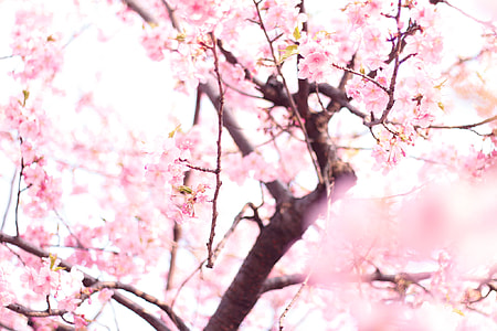photo of Cherry Blossoms tree thumbnail