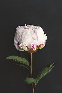 portrait shot of a white peony thumbnail