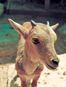person taking photo of brown deer thumbnail