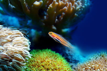 orange cichlid thumbnail