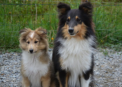 long-coated white, brown, and black dog sitting on rock thumbnail