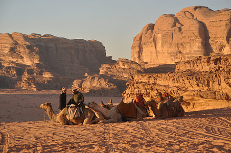 inline three sitting camels on sand thumbnail