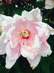 close-up photo of pink and white peony flower in bloom thumbnail