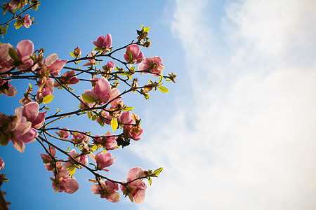 Spring Sky thumbnail