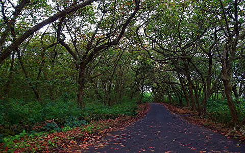 Empty Road Between Green Trees thumbnail
