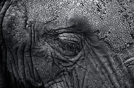 close up photo of elephant thumbnail