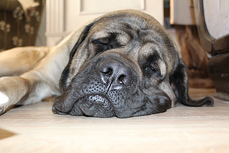 close up photography of sleeping dog thumbnail