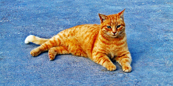orange tabby cat lying on the floor thumbnail