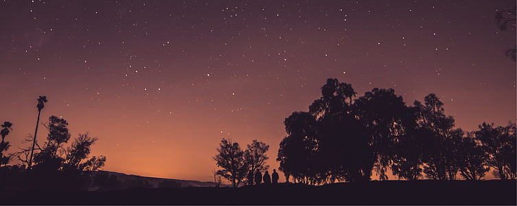 silhouette of trees under starry night thumbnail