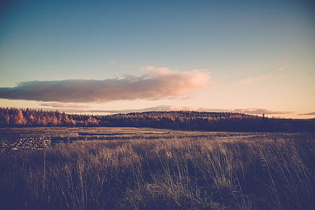 Grass Field thumbnail