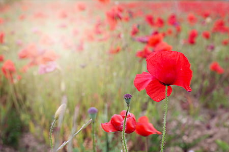 red flowers in close-up photography thumbnail