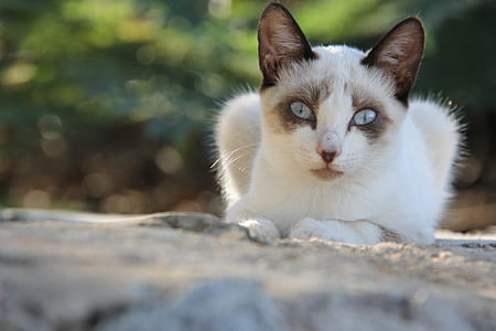 cat looking at camera thumbnail