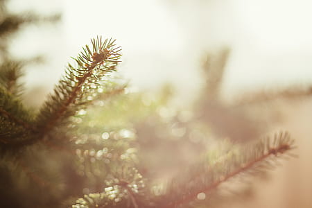 selective focus photography of pine tree leaf thumbnail