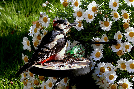 black and beige wood pecker near to daisy flowers thumbnail