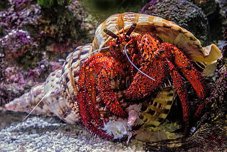 selective focus photography of red and brown hermit crab thumbnail