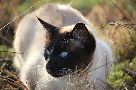 Siamese cat laying on grass field thumbnail