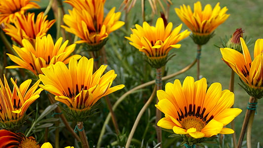 flowers, garden, petals, leaves thumbnail