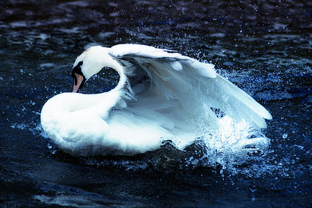 goose on body of water thumbnail