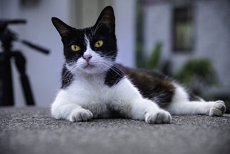Cat Lying On Ground thumbnail