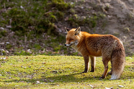 brown fox on green grass during daytime thumbnail