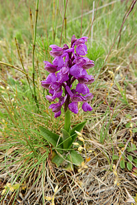 Western Marsh Orchid thumbnail