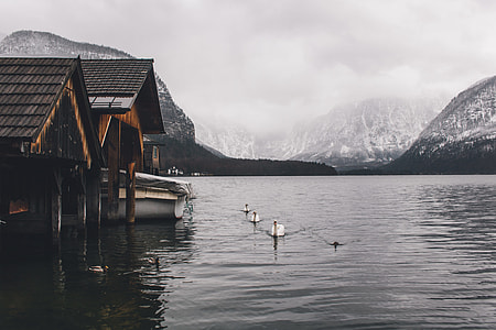 white boat docking near black and brown lodge thumbnail