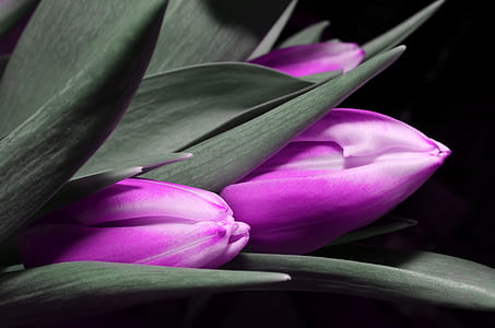 closeup photography of purple tulips thumbnail