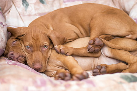 two medium short-coated tan puppies laying on sofa thumbnail