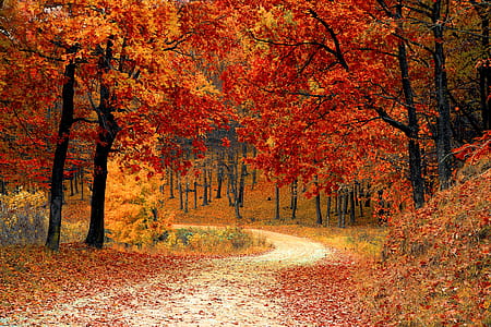 Red Leaf Trees Near the Road thumbnail