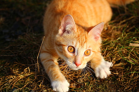 selective focus photography of orange tabby cat thumbnail