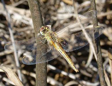 Dragonfly, Yellow Dragonfly thumbnail