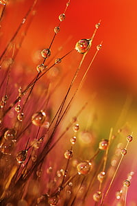 micro photography of water dues thumbnail