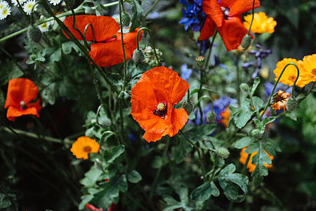 Blooming poppies thumbnail