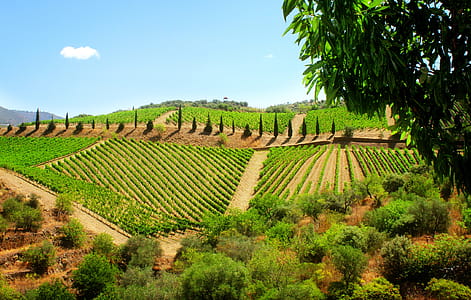 Widely considered one of the most beautiful wine producing regions anywhere, the Douro Valley is the oldest demarcated wine region in the world. This rugged natural and cultural landscape is a UNESCO World Heritage Site. thumbnail