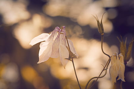 selective focus of white petaled flower thumbnail