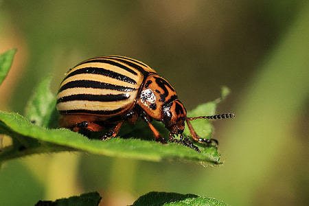 close-up photography of yellow and black stripped bug thumbnail