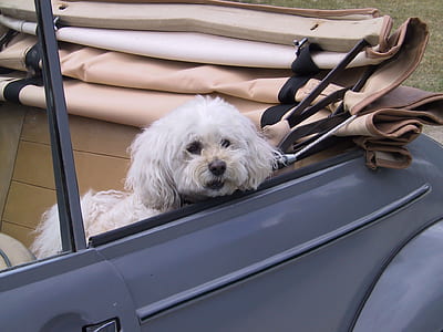 dog in car thumbnail