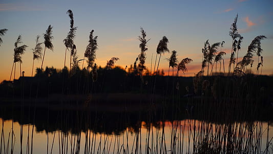 silhouette photo of trees during sunset thumbnail