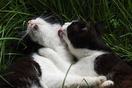 two tuxedo cats grooming each other thumbnail