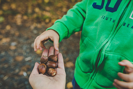 Acorns in hand thumbnail