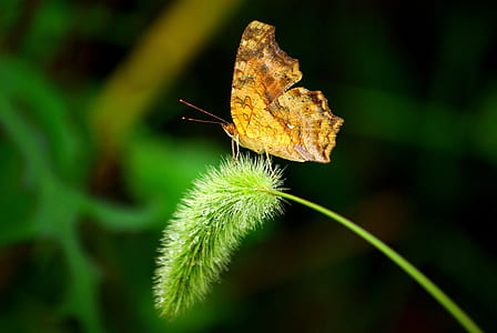 brown butterfly perching on green flower thumbnail