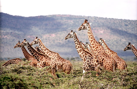 brown giraffe on mountain during daytime thumbnail
