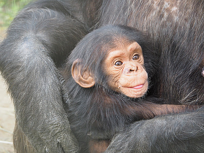 photo of brown baby monkey thumbnail