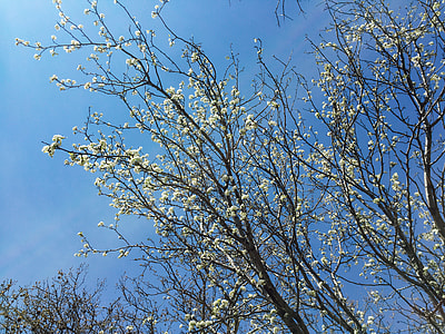 low angle photo of white cherry blossoms thumbnail