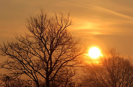 brown bare trees during sunset thumbnail