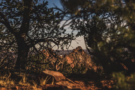 tree-covered brown mountains during day thumbnail