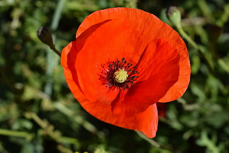 red flower plant blooming during daytime thumbnail