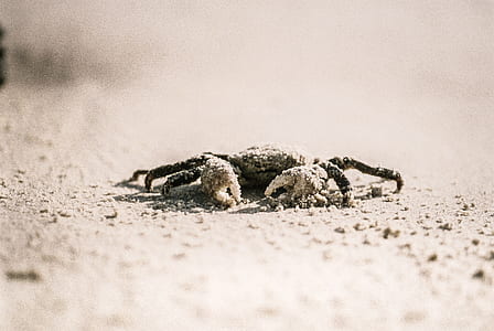 gray crab thumbnail